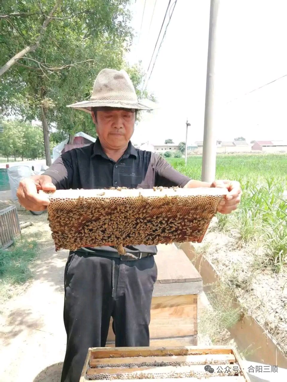 旭日东升//金山槐花海一六看秦岭醉在暮春（图3）
