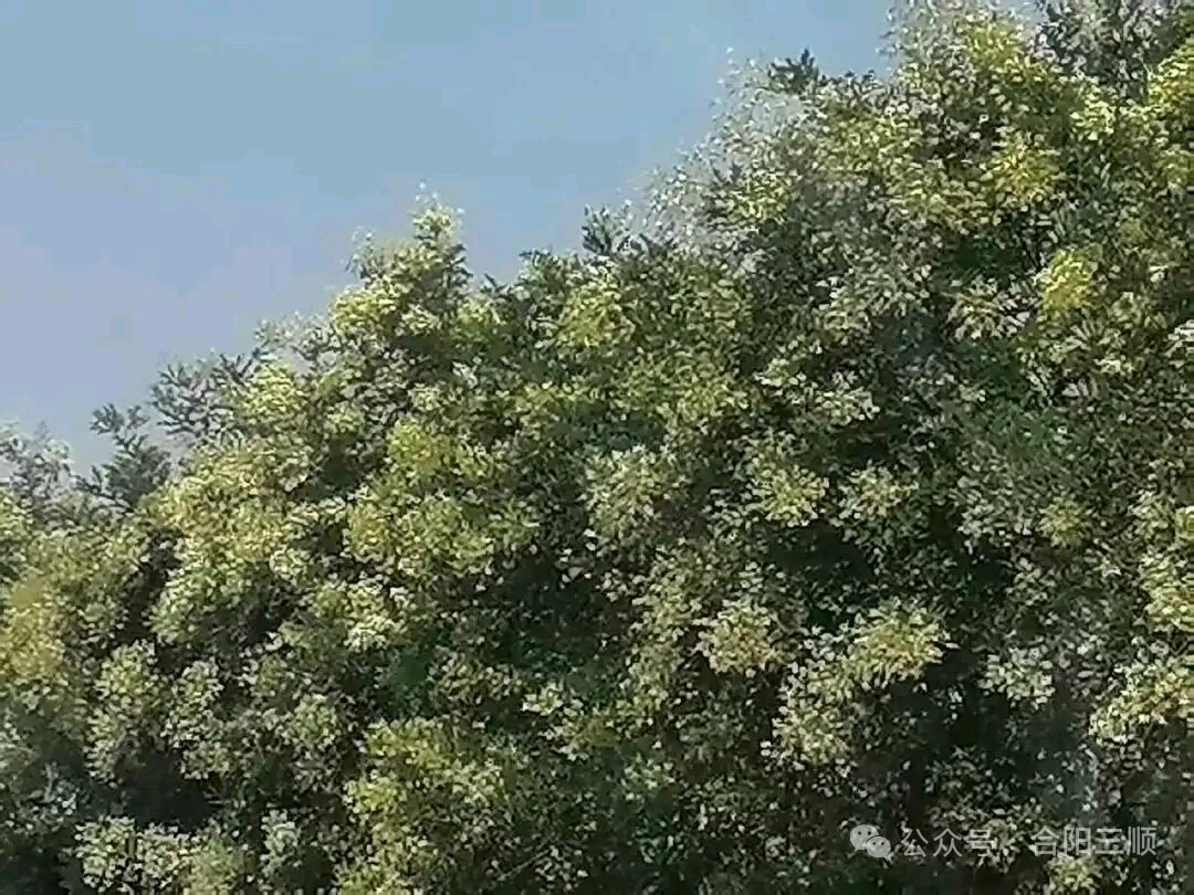 旭日东升//金山槐花海一六看秦岭醉在暮春（图5）