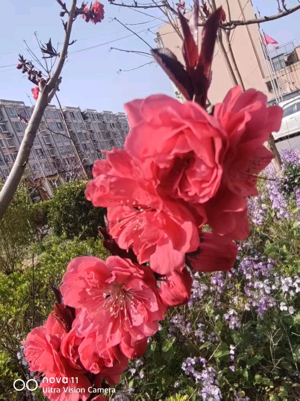 【诗生活】古韵飘香第316期（图4）