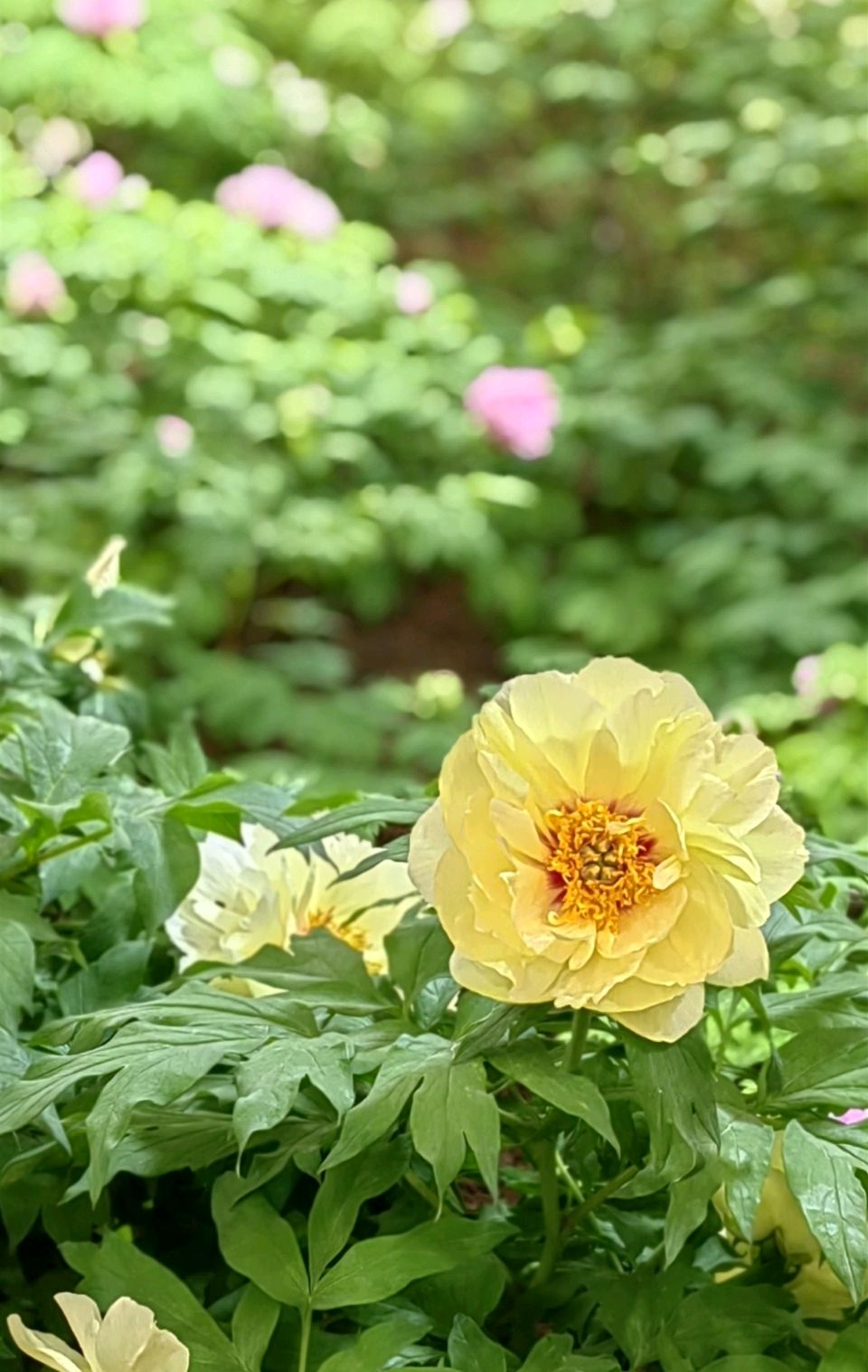 沁园春. 国花园/江冲（图15）
