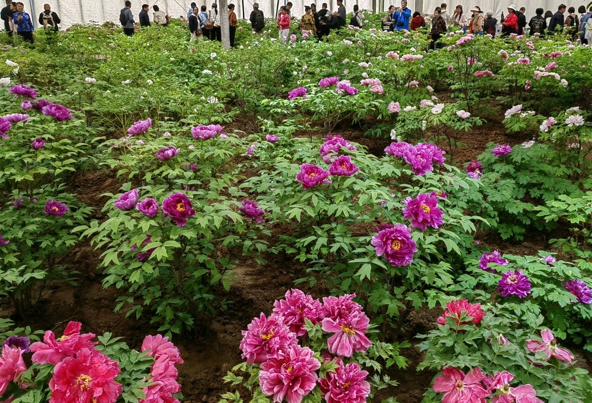 沁园春. 国花园/江冲（图17）