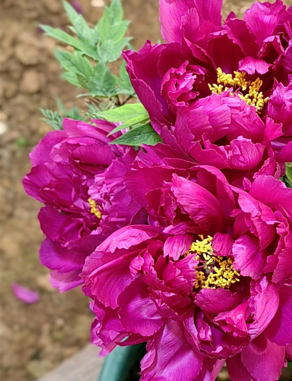 沁园春. 国花园/江冲(图21)
