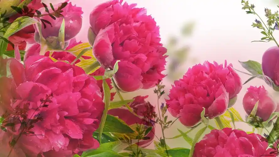 【明心文学】水川/百花争艳组诗（十六） 主播/云雾（图3）
