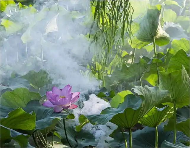 卜算子 • 荷塘漫步 作者:胡荣光（图2）