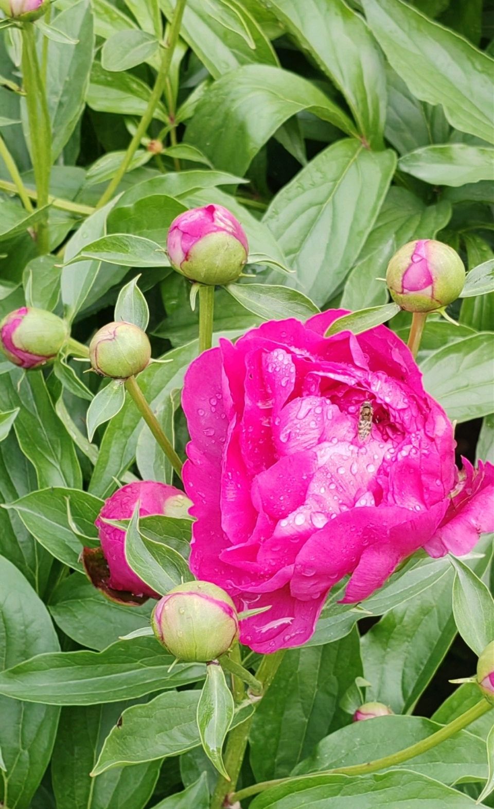 菩萨蛮 . 芍园春日花红艳（二首）文/江冲（图5）