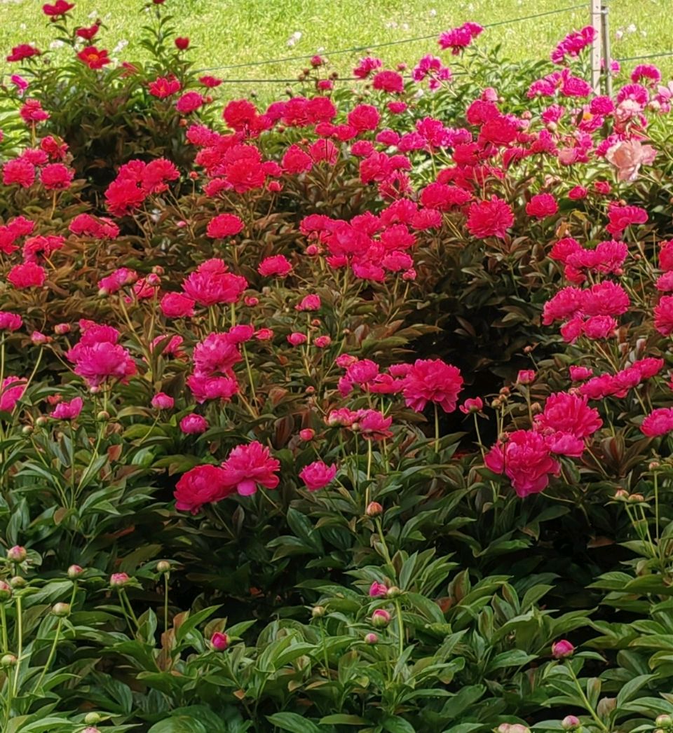 菩萨蛮 . 芍园春日花红艳（二首）文/江冲（图4）