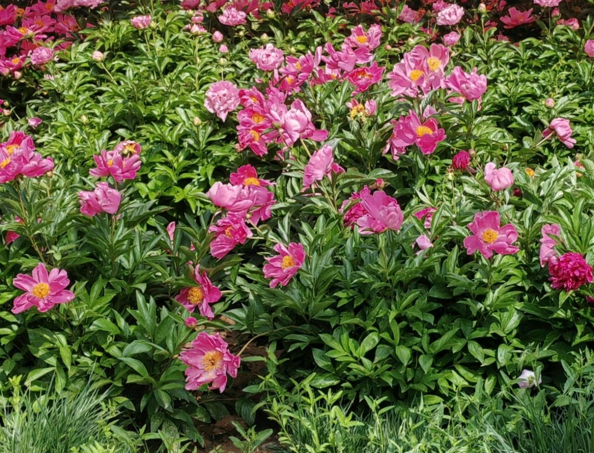 菩萨蛮 . 芍园春日花红艳（二首）文/江冲（图7）
