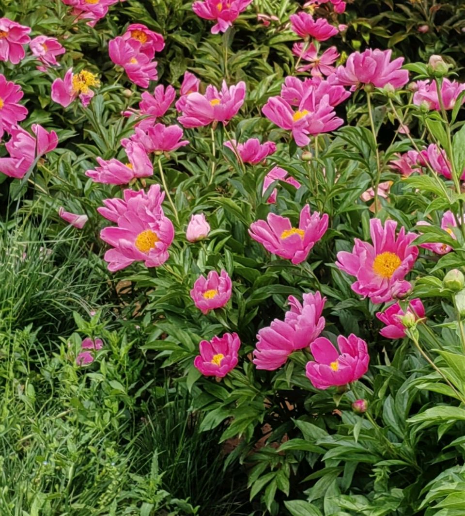 菩萨蛮 . 芍园春日花红艳（二首）文/江冲（图6）