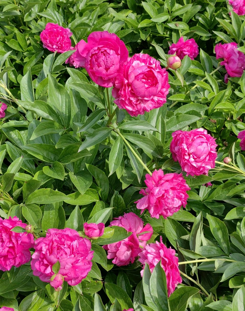菩萨蛮 . 芍园春日花红艳（二首）文/江冲（图9）