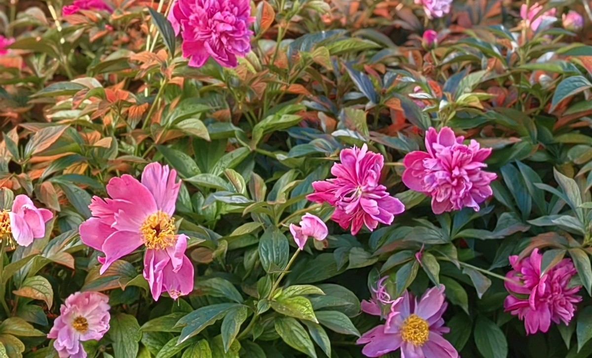 菩萨蛮 . 芍园春日花红艳（二首）文/江冲（图12）