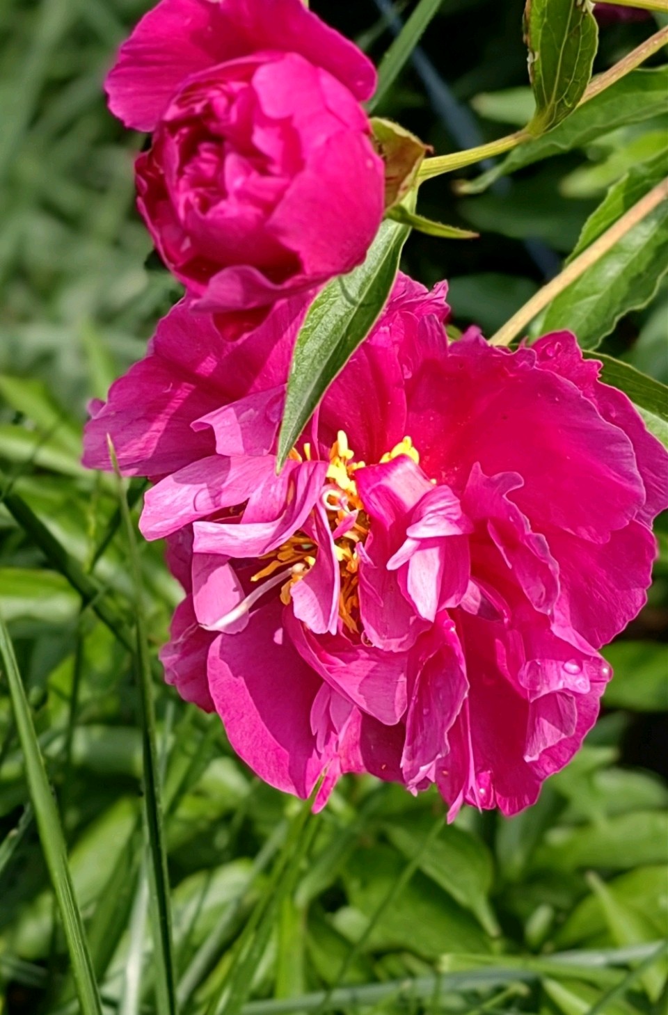 菩萨蛮 . 芍园春日花红艳（二首）文/江冲（图11）