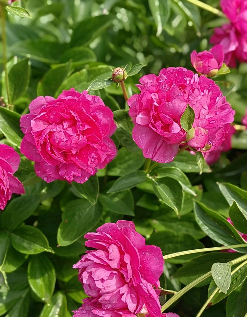 菩萨蛮 . 芍园春日花红艳（二首）文/江冲（图10）