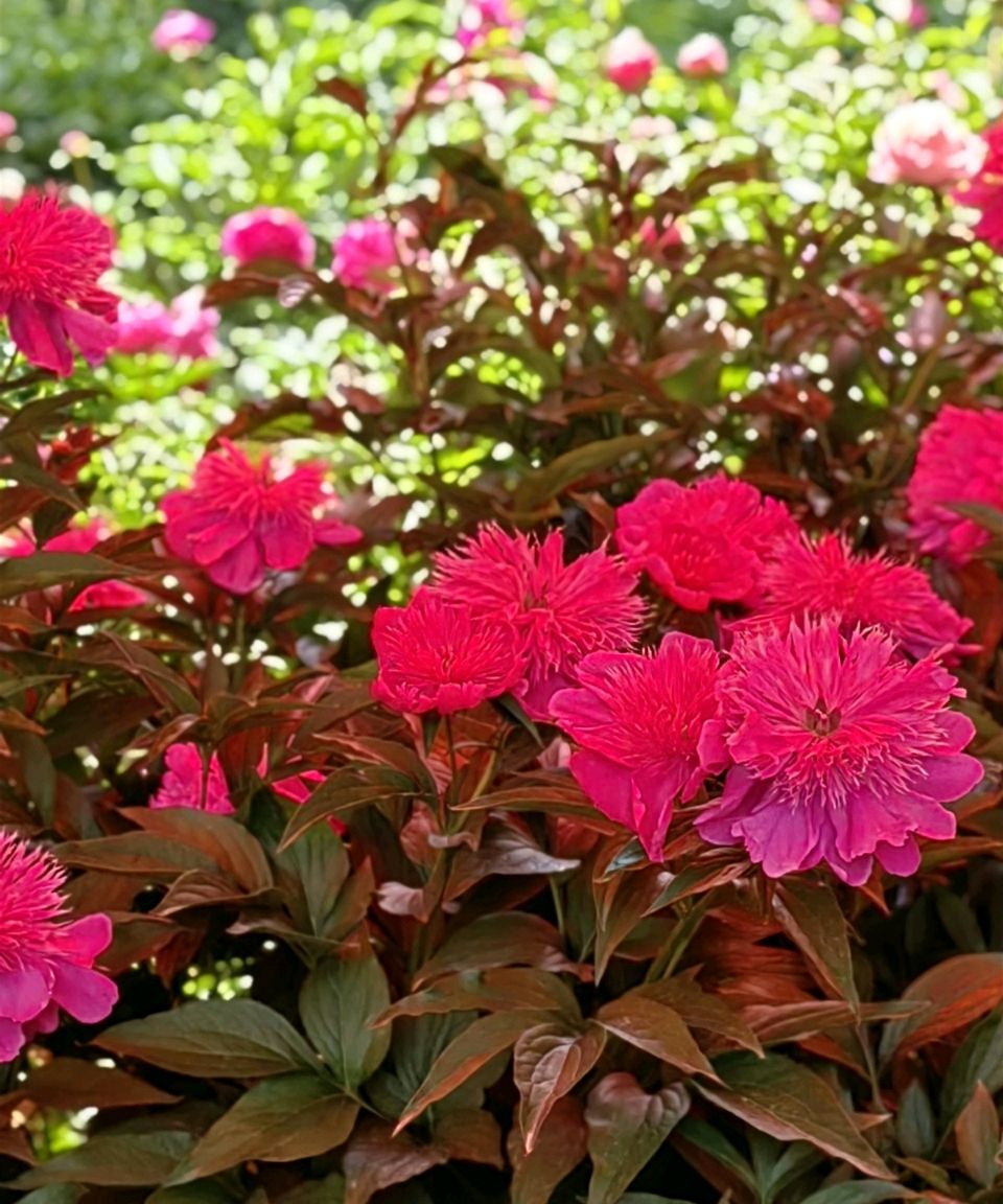 菩萨蛮 . 芍园春日花红艳（二首）文/江冲（图16）