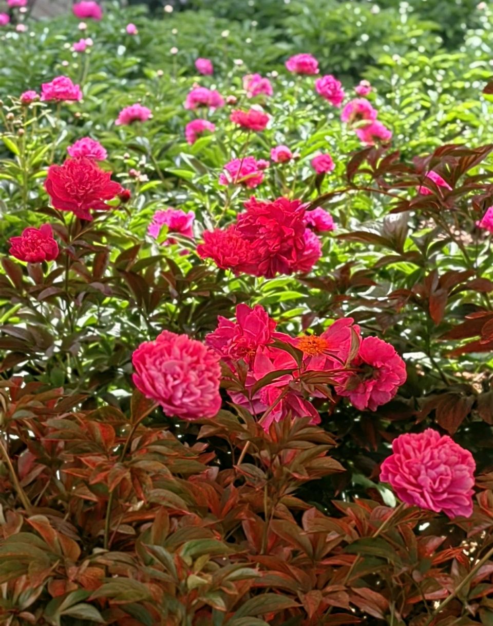 菩萨蛮 . 芍园春日花红艳（二首）文/江冲（图18）