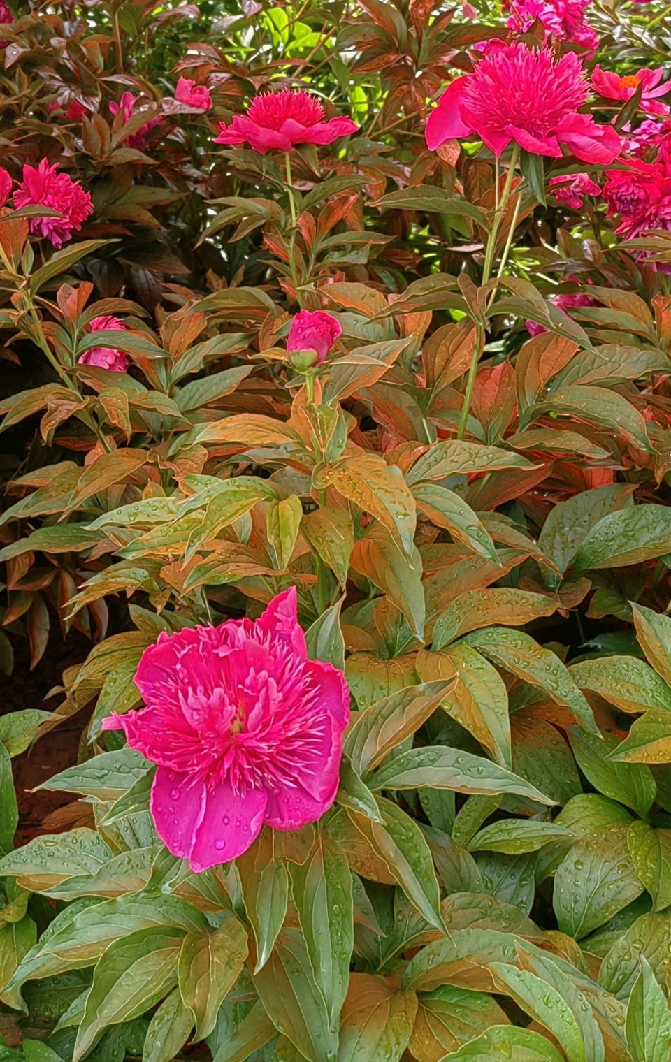 菩萨蛮 . 芍园春日花红艳（二首）文/江冲（图15）