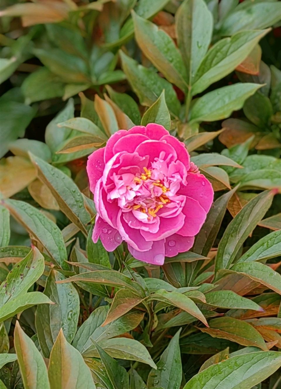 菩萨蛮 . 芍园春日花红艳（二首）文/江冲（图13）