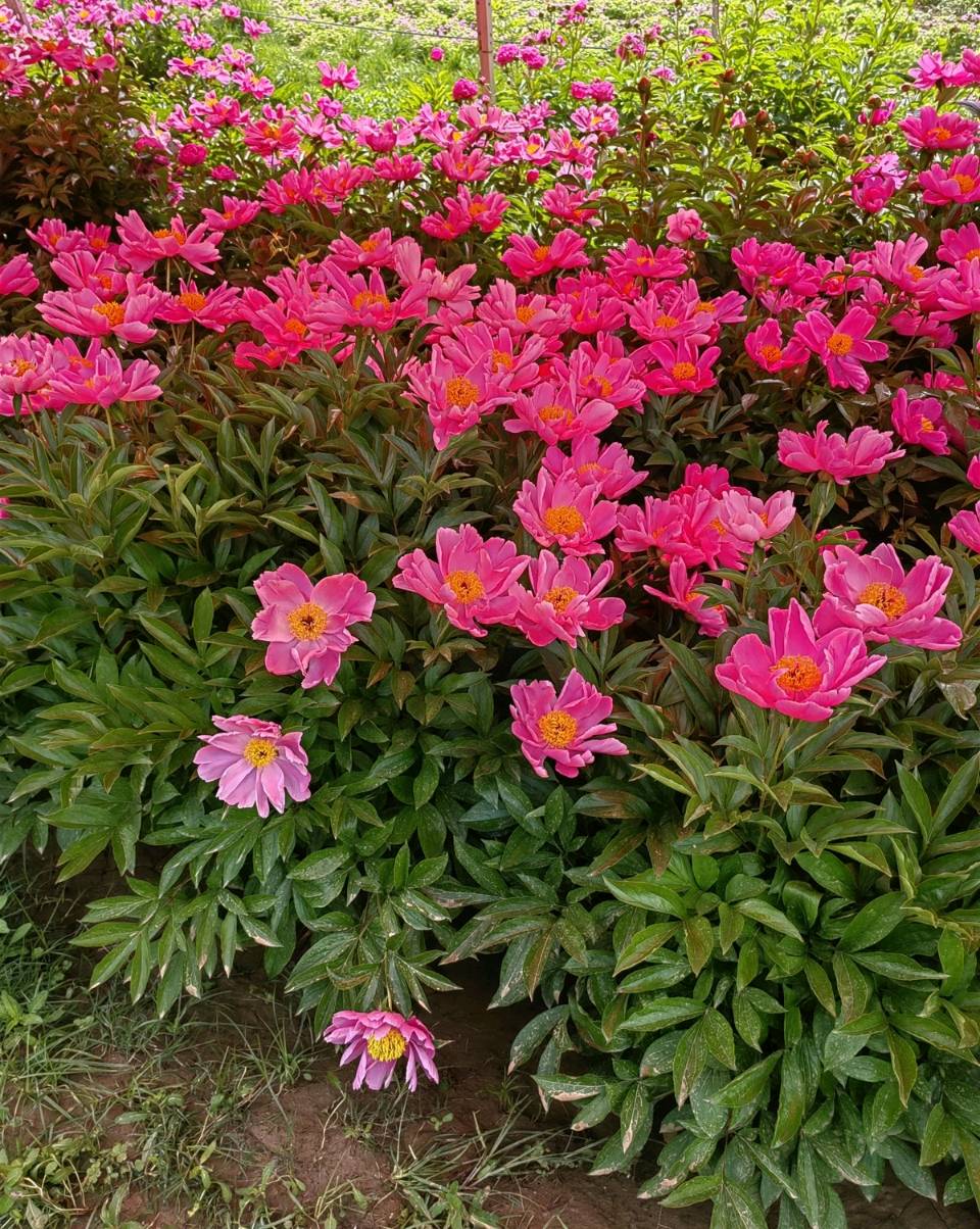 菩萨蛮 . 芍园春日花红艳（二首）文/江冲（图19）
