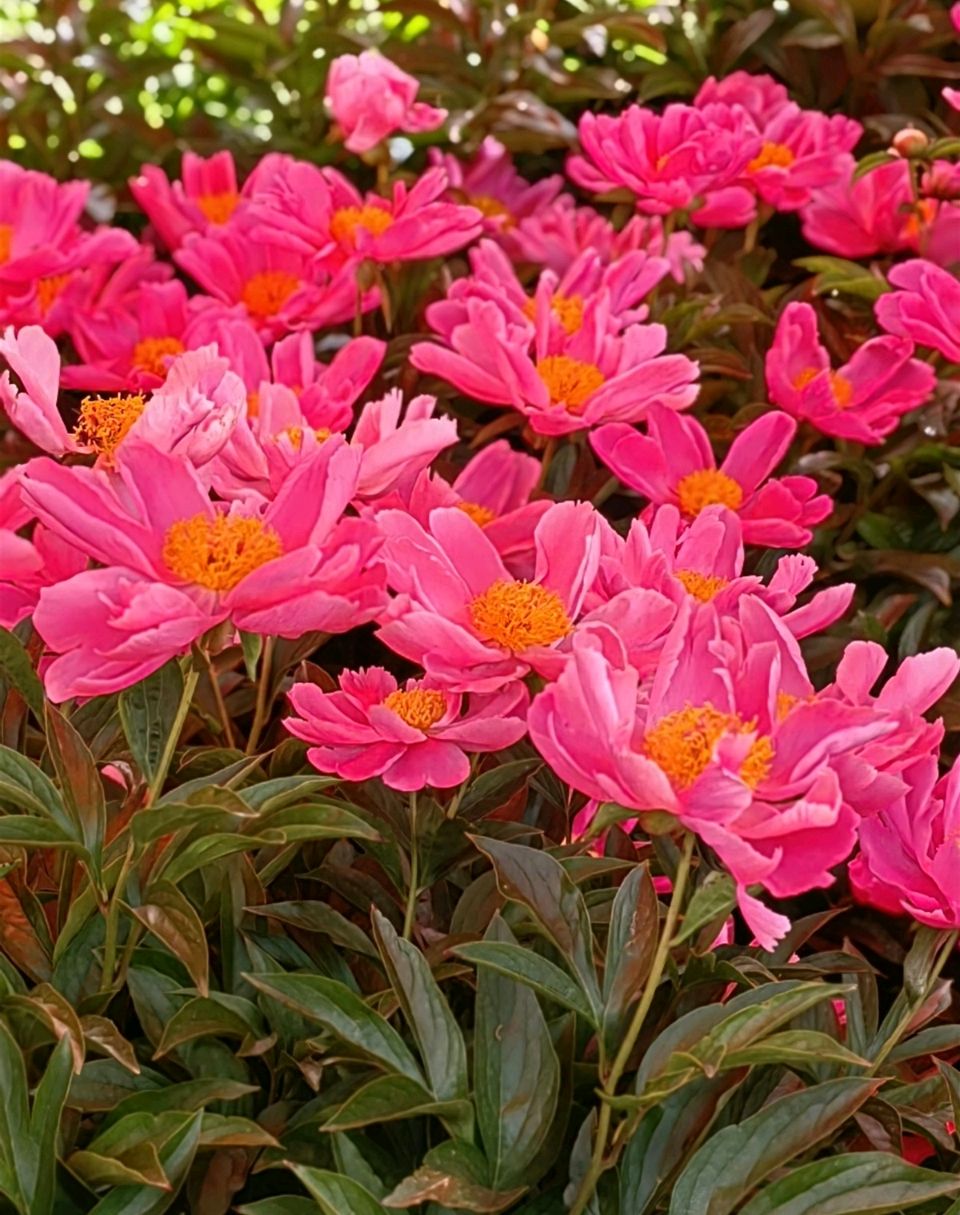 菩萨蛮 . 芍园春日花红艳（二首）文/江冲（图23）