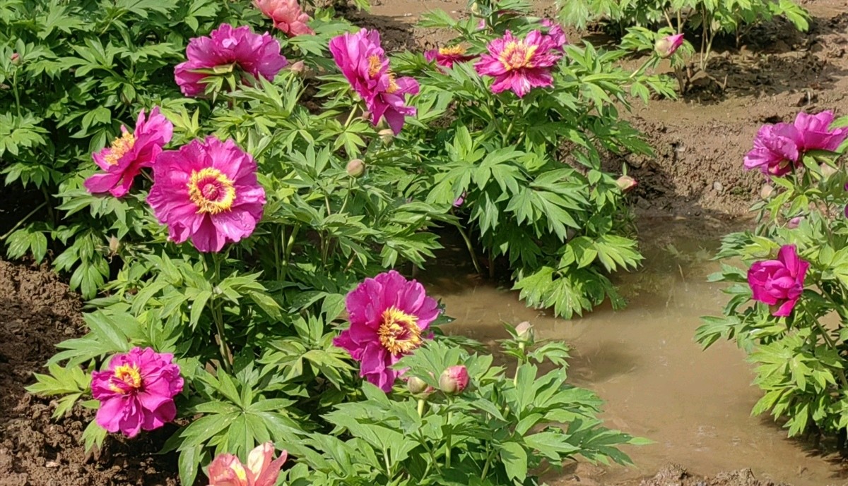 菩萨蛮 . 芍园春日花红艳（二首）文/江冲（图24）