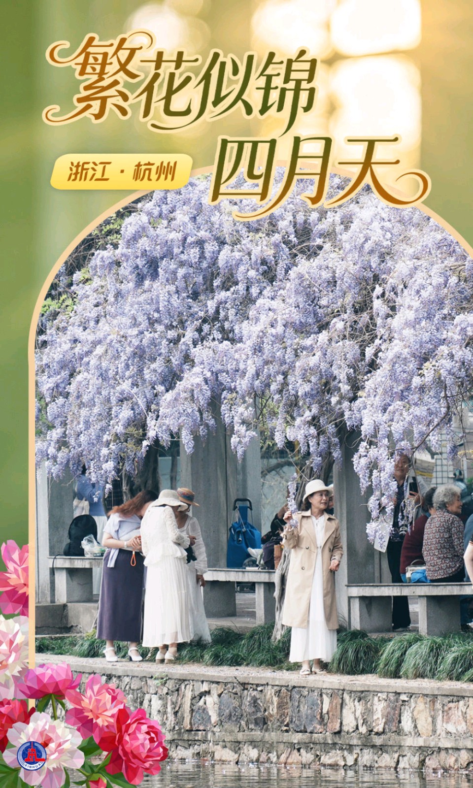 【都市头条向幸福出发编辑部】第15632期 杭州紫藤春景七律五首 文 如月 主播 淡淡茶香