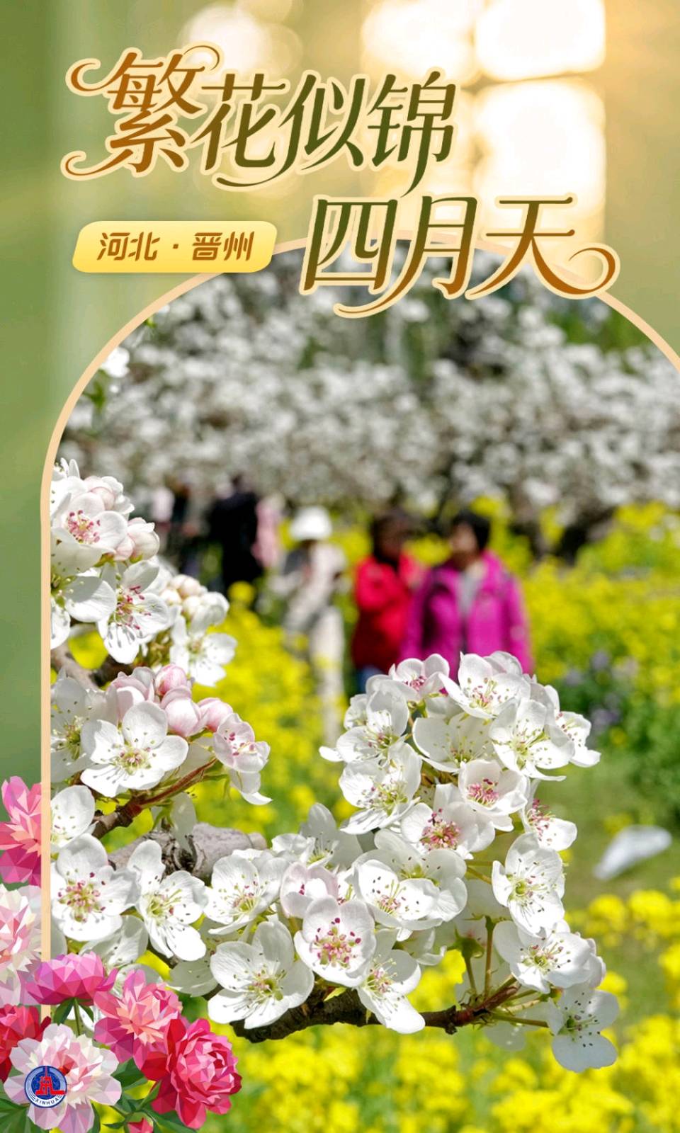 【都市头条向幸福出发编辑部】第15636期 晋州梨花春景三首文 如月 主播 唐佳