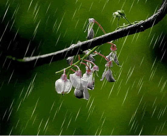 【昊昊海峡新干线副刊】雨 不停地重复感人的故事/細雨霏霏 谁的灵魂在飞（作者：昊昊/中国台湾）……莲叶之珠文学社（图3）