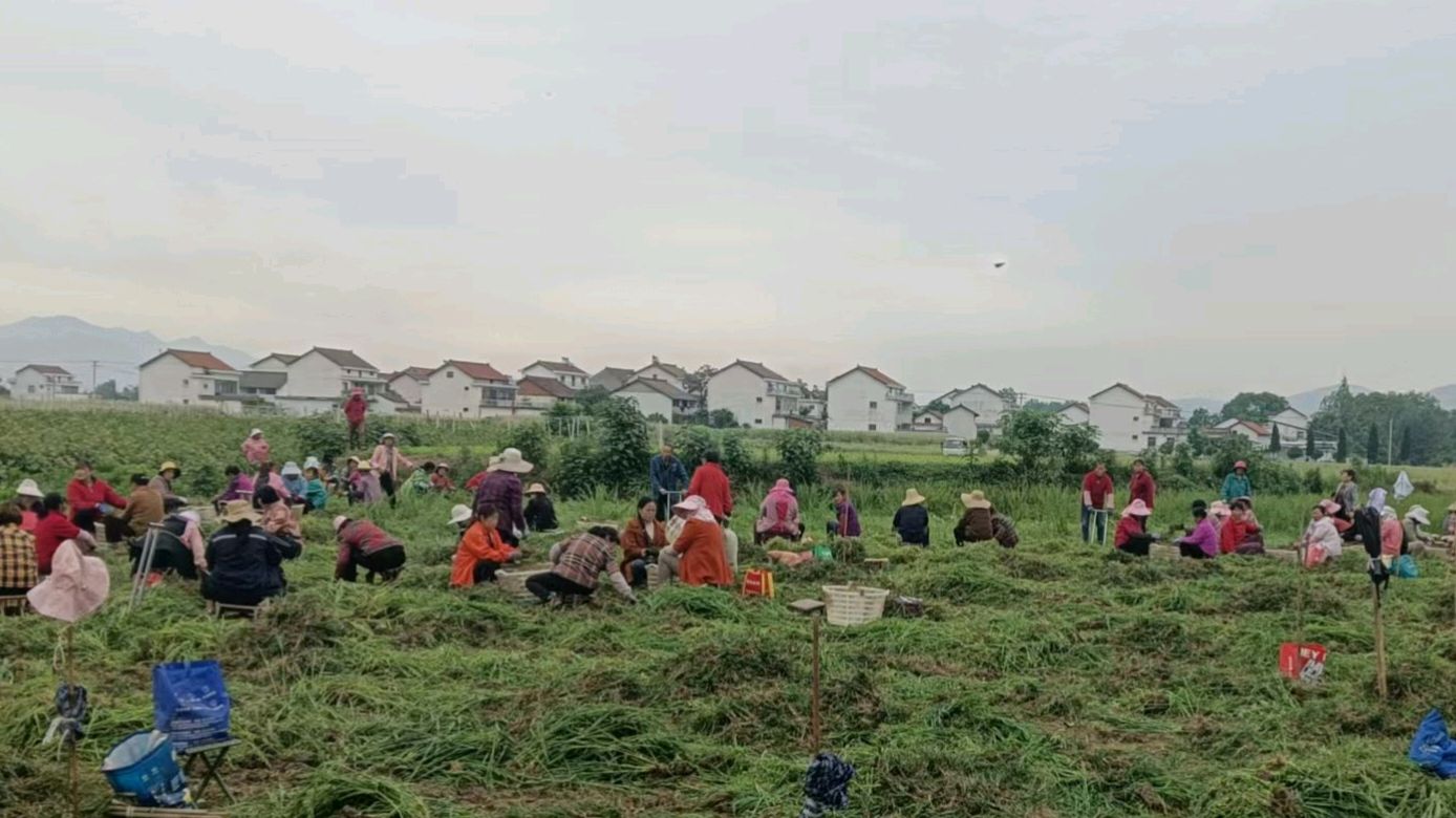 走访麦冬种植户 志愿助力乡村兴（图3）