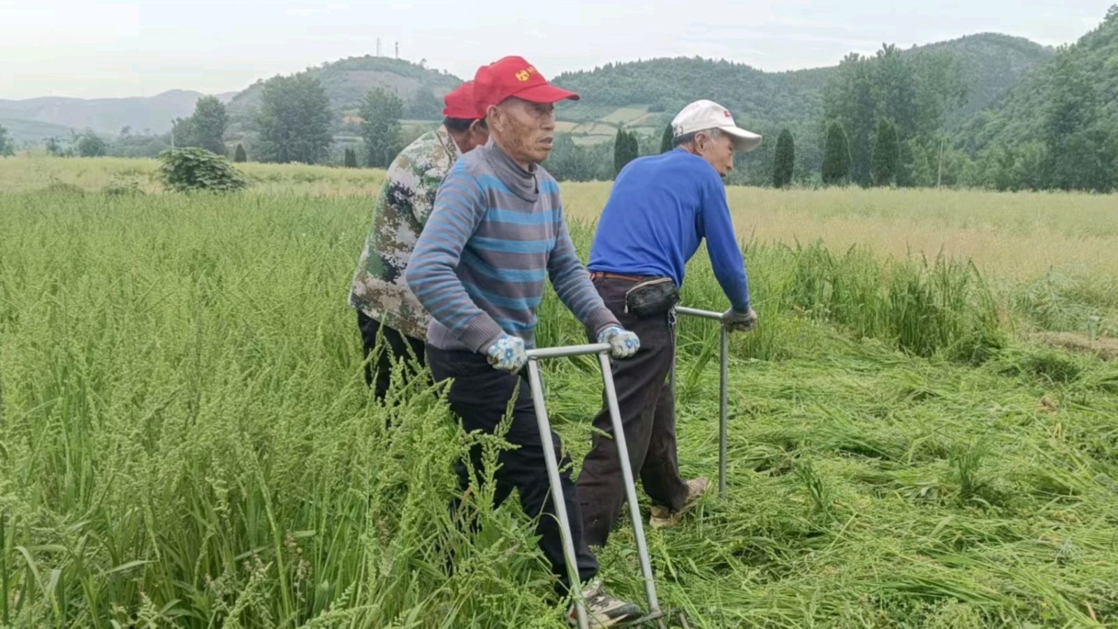 走访麦冬种植户 志愿助力乡村兴（图4）
