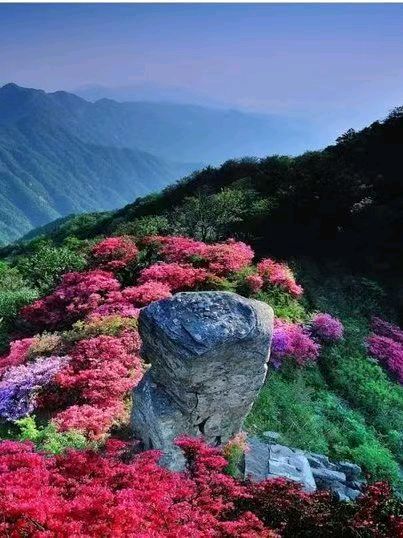七绝·花吟风静（ 中华新韵 ）藏头诗 作者/周凰（图2）