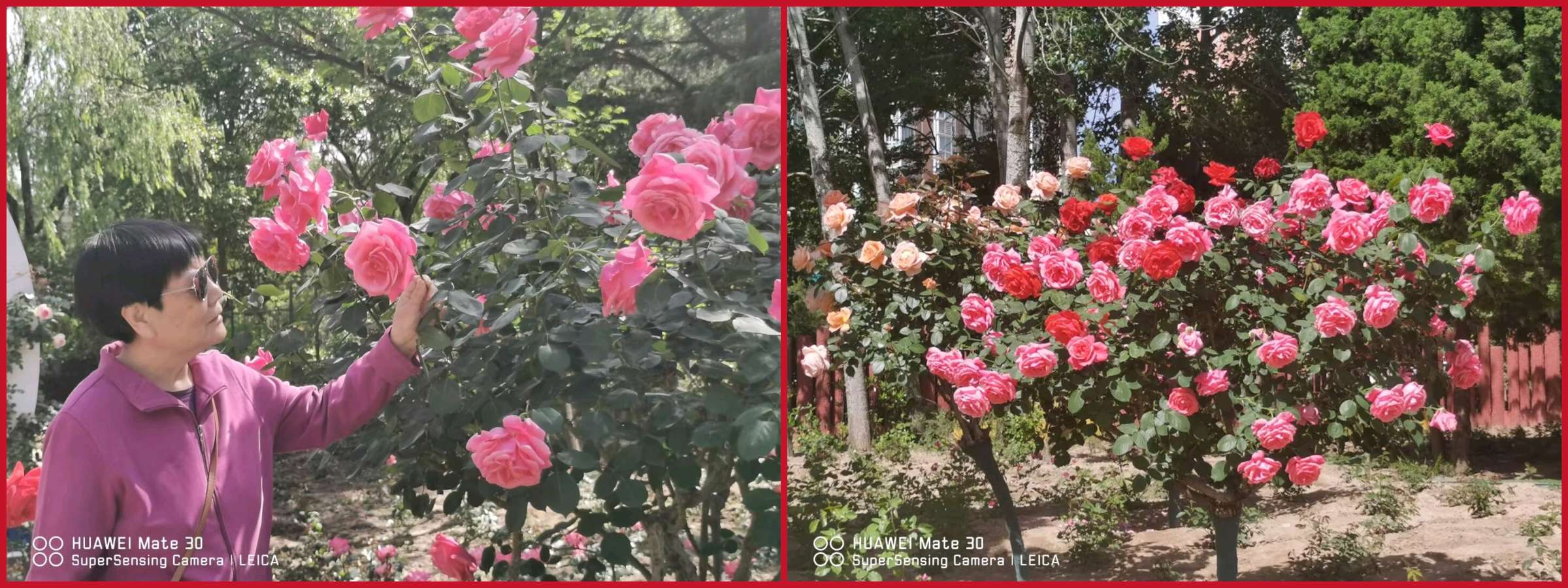 【经典推荐】杨武军//月季花（图3）