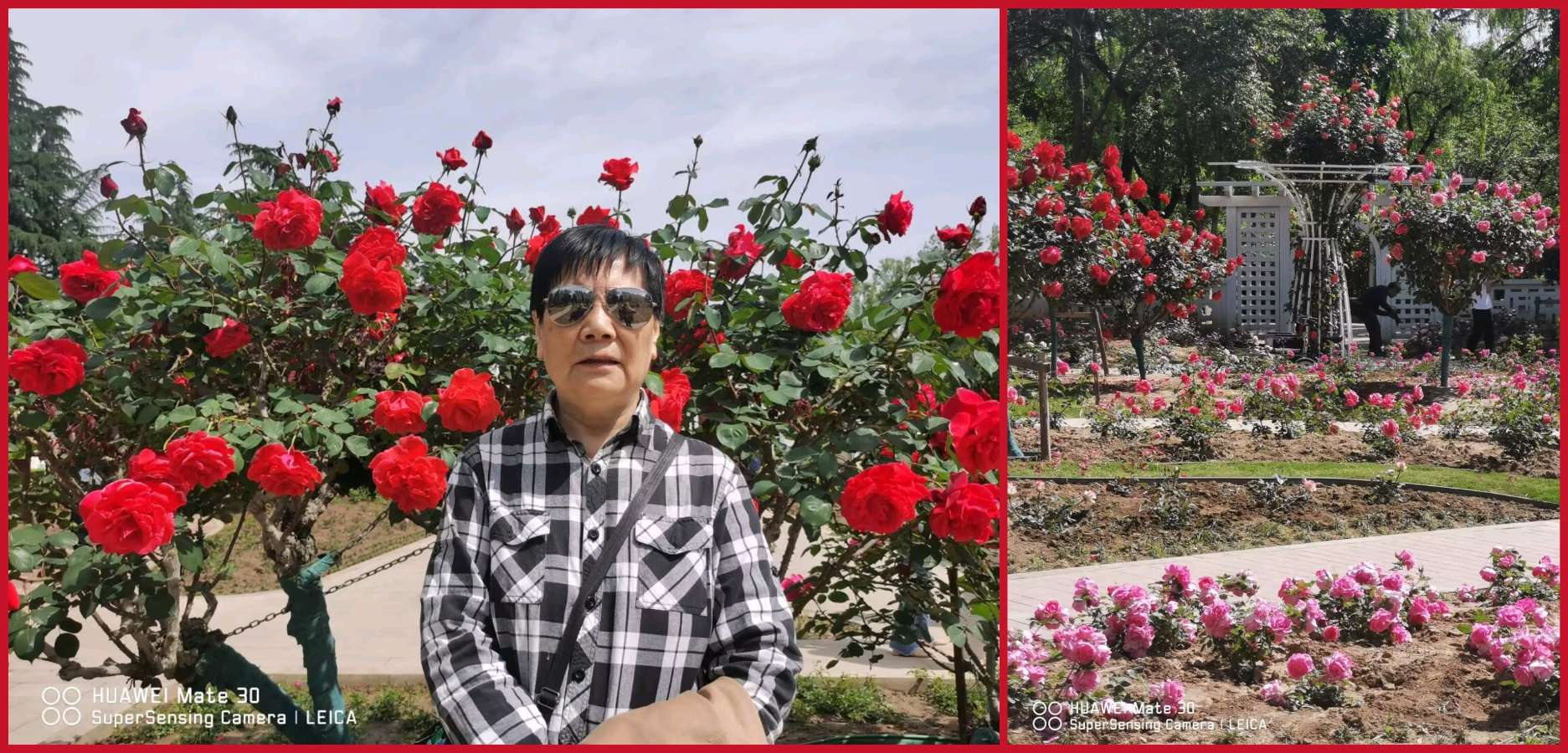 【经典推荐】杨武军//月季花（图4）
