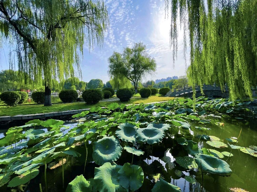 初夏偶得金夜（兰州）（图4）