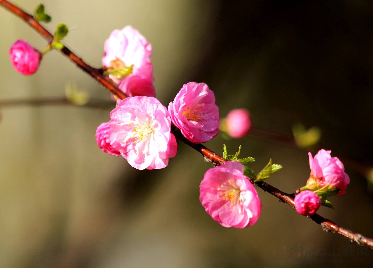 【明心文学】水川//百花争艳组诗(二十一)七律四首 主播/云雾(图5)