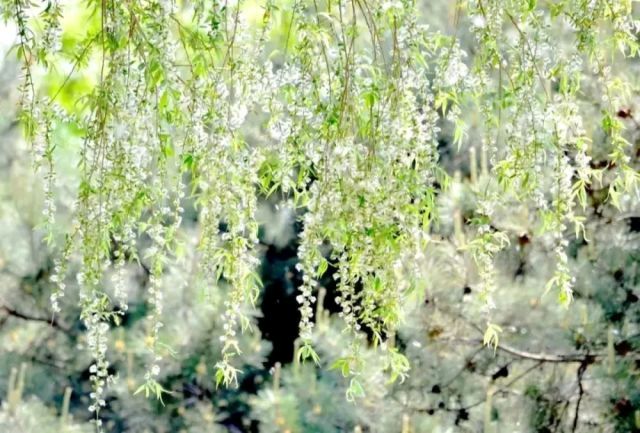 【都市头条向幸福出发编辑部】第15681期 杨花漫天舞 文 如月 主播 彭芳