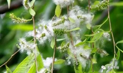 【都市头条向幸福出发编辑部】第15681期 杨花漫天舞 文 如月 主播 彭芳(图3)
