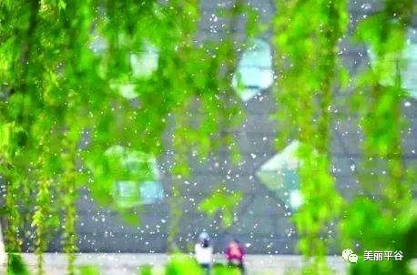 【都市头条向幸福出发编辑部】第15681期 杨花漫天舞 文 如月 主播 彭芳（图6）