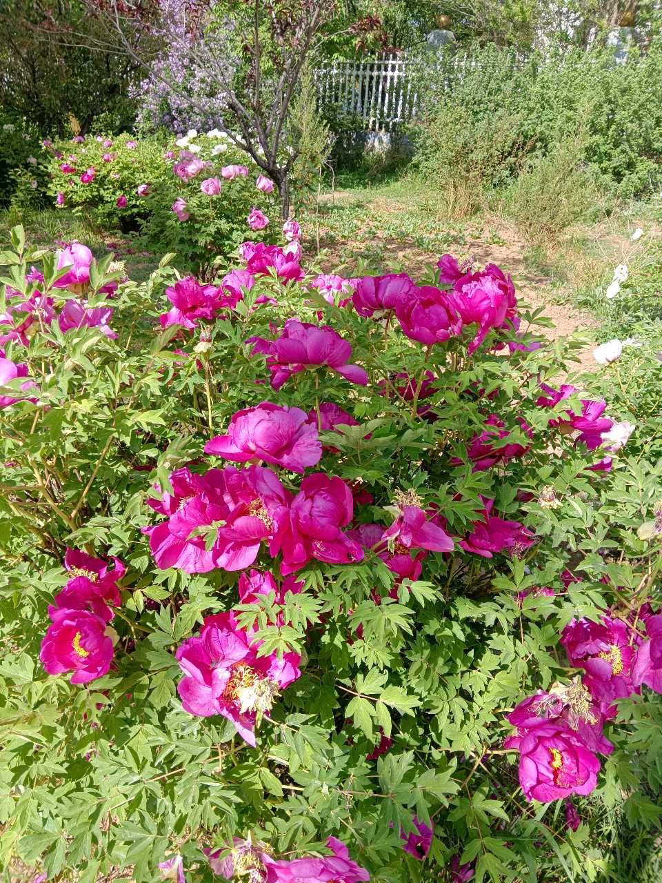 作家美文 杨占礼诗歌 大夏河畔的河州牡丹（图2）