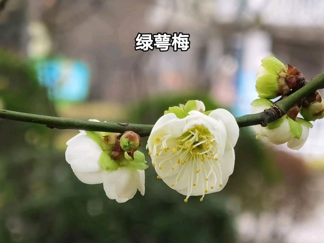 【明心文学】水川//百花争艳组诗（二十一）七律四首 主播/云雾（图2）