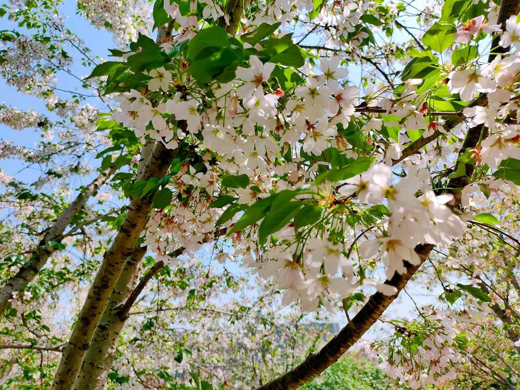 鹧鸪天·入夏闲吟(晏几道体) 文 / 王忠森 (山水逸翁)（图2）