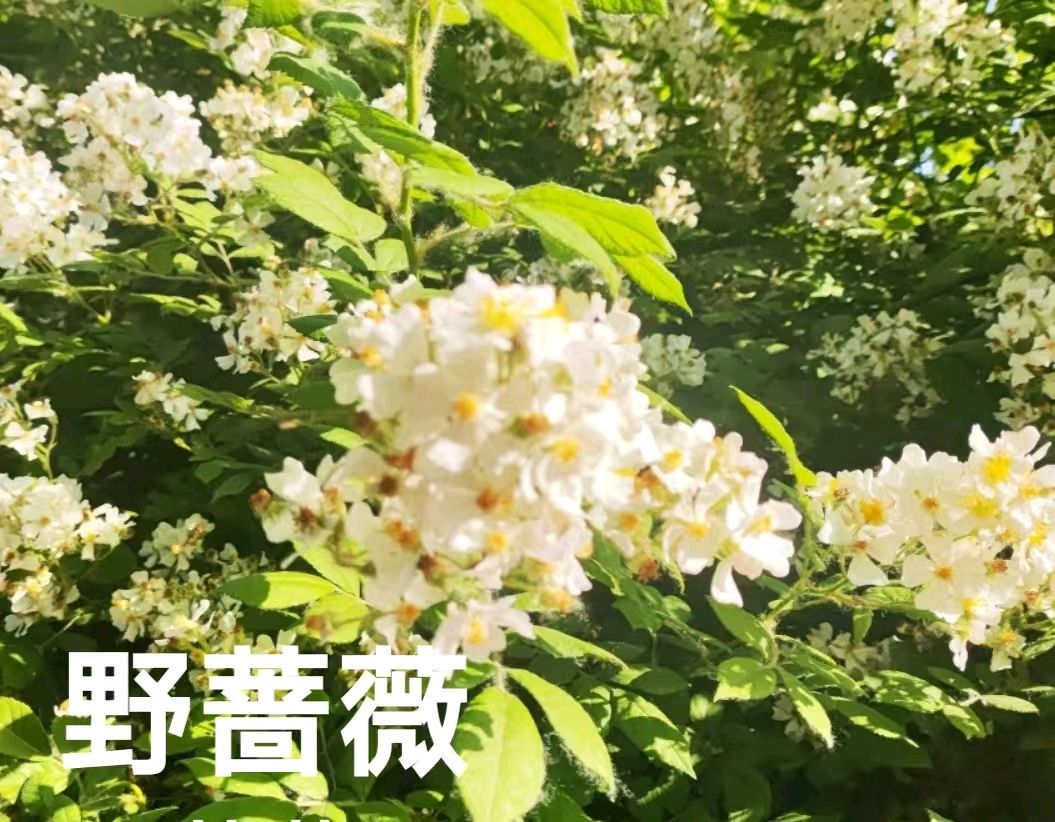 【七绝组诗十首】初夏风景 诗意人生/作者：平安是福（张福安）（图7）