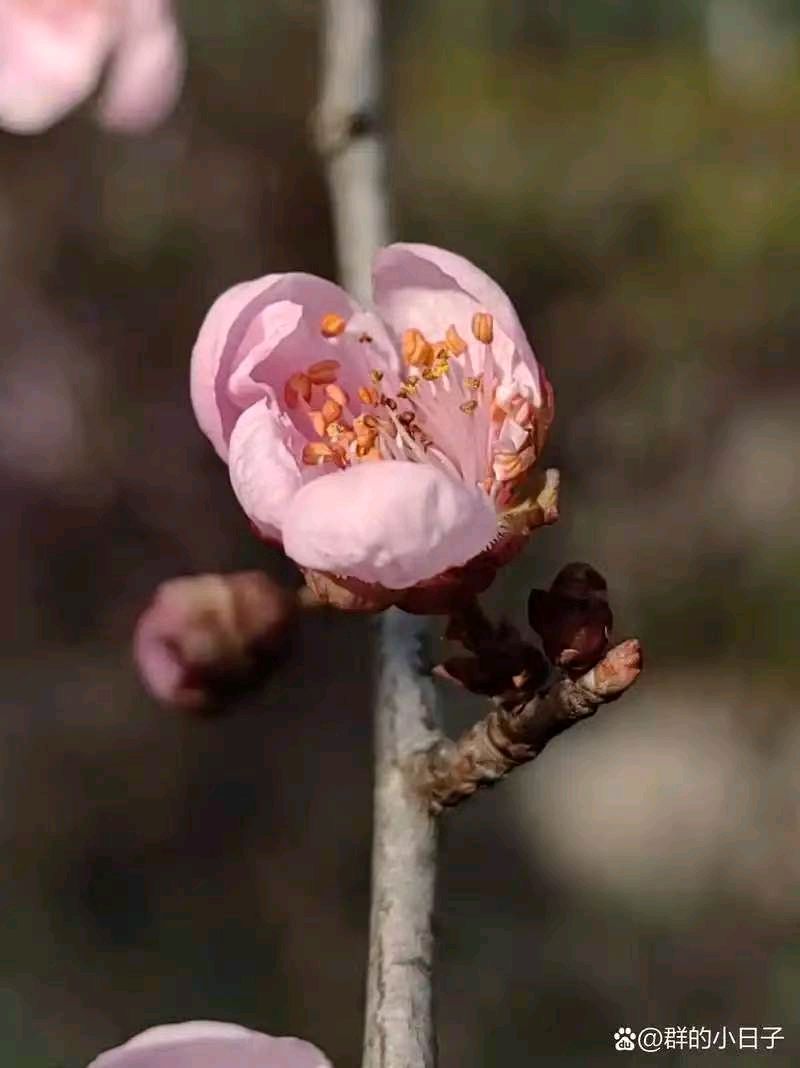 【诗生活】古韵飘香第322期：看图写诗（图6）