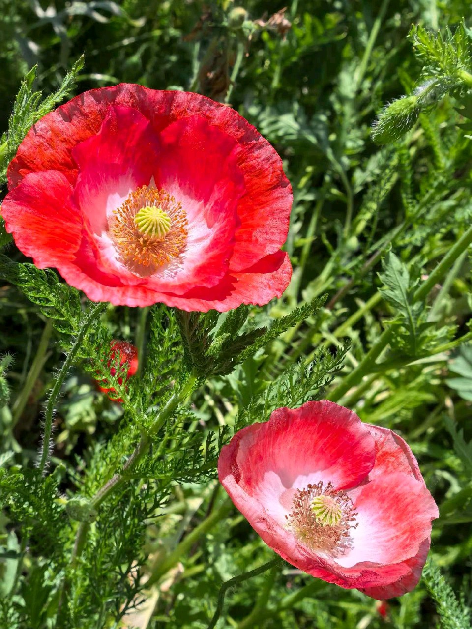 虞美人花🌸（图3）