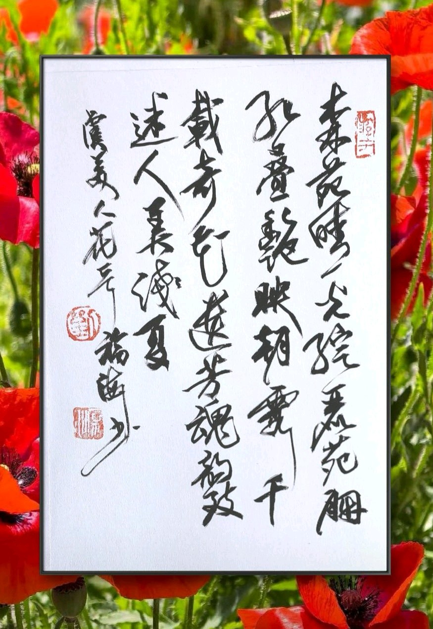 虞美人花🌸