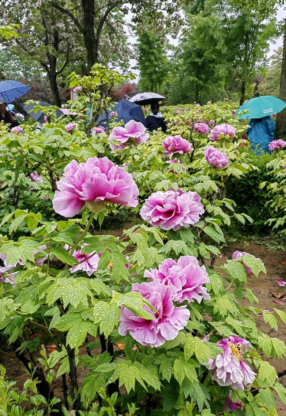 赫赫中天（骈赋文）文/江冲（图16）