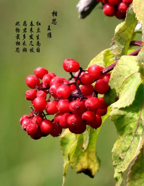 【昊昊海峡新干线副刊】一袭相思无尽（作者：昊昊/中国台湾）……莲叶之珠文学社（图4）