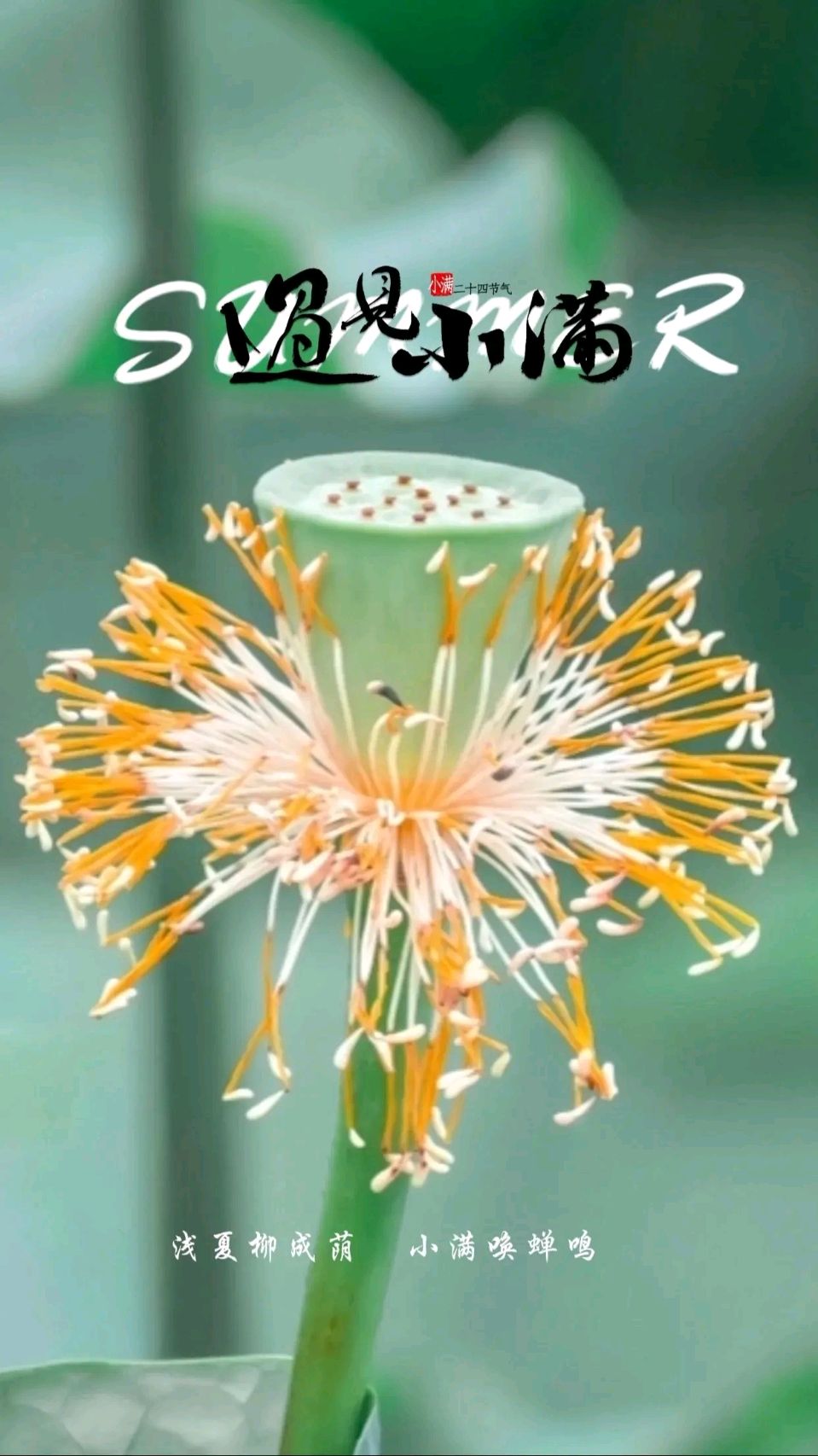 罗马假日（廖庆玉）导师精彩小满佳作暨其他被书法家们纷纷泼墨挥毫的诗词与君共赏（图2）