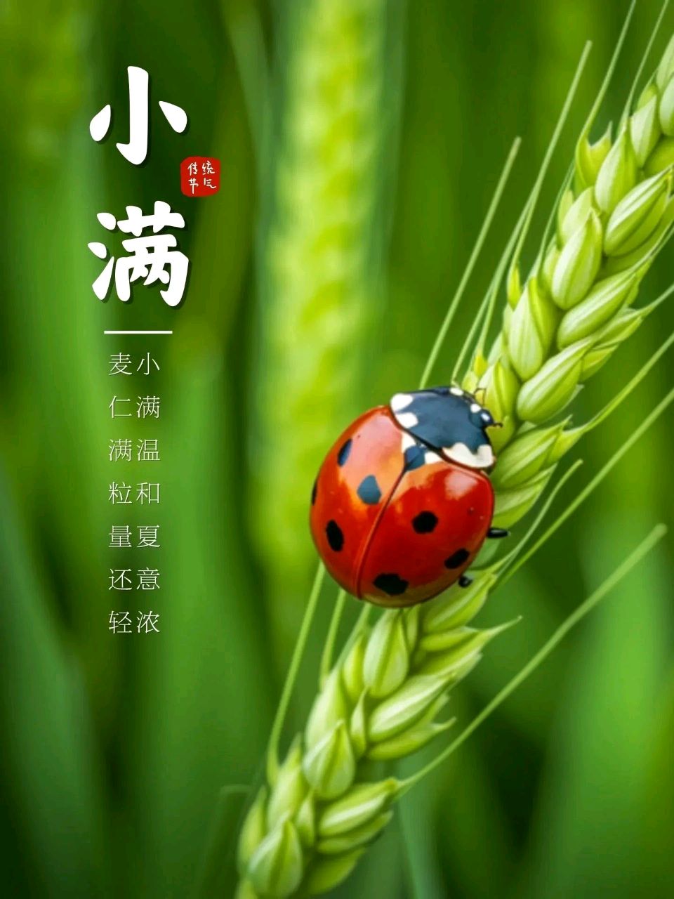 罗马假日（廖庆玉）导师精彩小满佳作暨其他被书法家们纷纷泼墨挥毫的诗词与君共赏（图5）