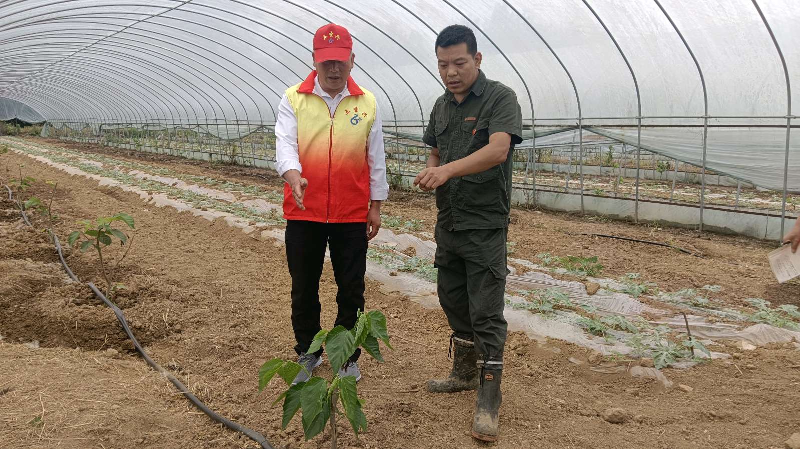 走访特色长果桑 共探致富新路径（图2）