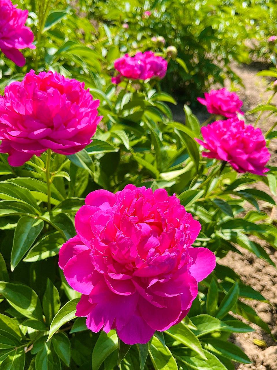 七律·芍药（新韵） 作者:田淑荣（图3）