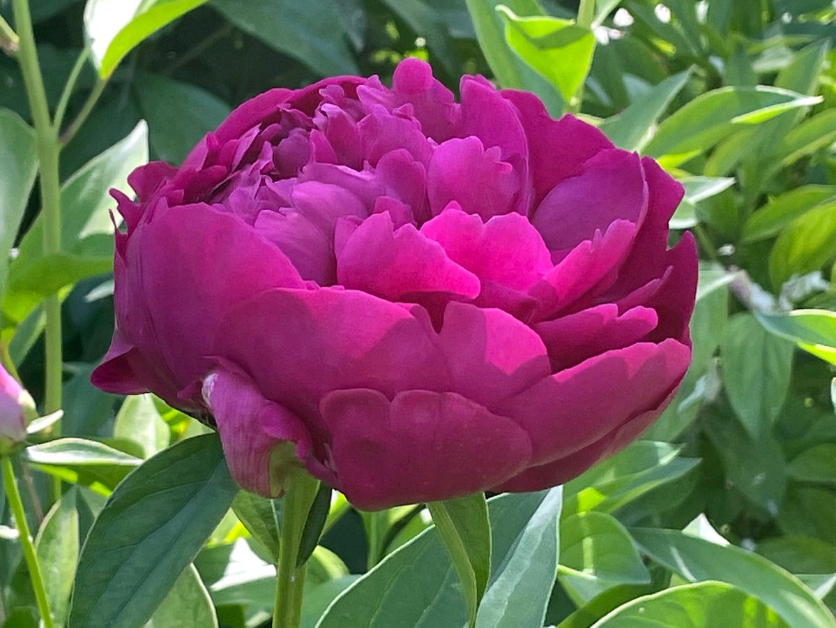 七律·芍药（新韵） 作者:田淑荣（图2）